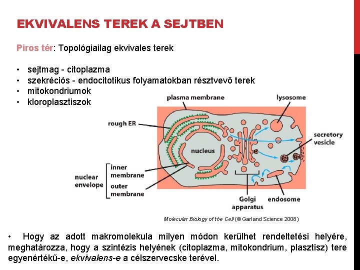 EKVIVALENS TEREK A SEJTBEN Piros tér: Topológiailag ekvivales terek • • sejtmag - citoplazma