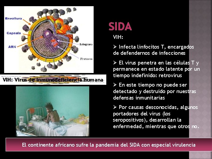 SIDA VIH: Ø Infecta linfocitos T, encargados de defendernos de infecciones VIH: Virus de