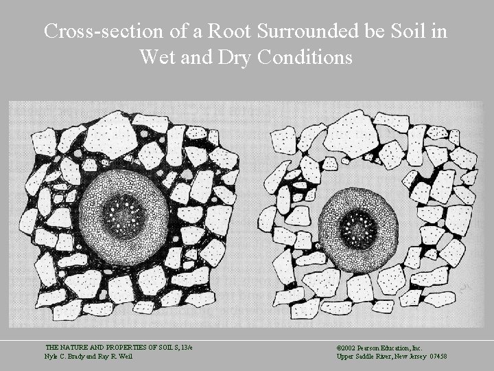 Cross-section of a Root Surrounded be Soil in Wet and Dry Conditions THE NATURE
