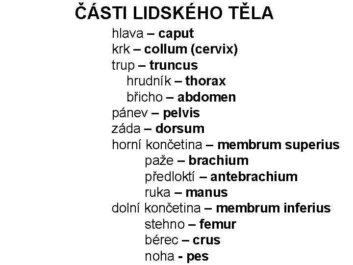 ČÁSTI LIDSKÉHO TĚLA hlava – caput krk – collum (cervix) trup – truncus hrudník