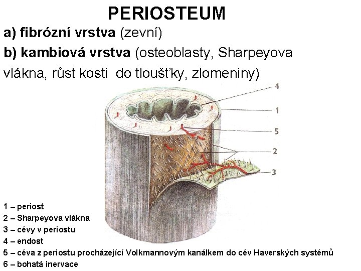 PERIOSTEUM a) fibrózní vrstva (zevní) b) kambiová vrstva (osteoblasty, Sharpeyova vlákna, růst kosti do