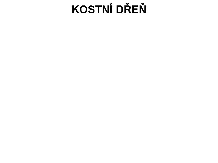 KOSTNÍ DŘEŇ 