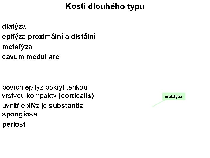 Kosti dlouhého typu diafýza epifýza proximální a distální metafýza cavum medullare povrch epifýz pokryt