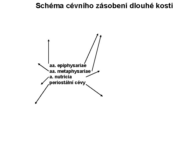 Schéma cévního zásobení dlouhé kosti aa. epiphysariae aa. metaphysariae a. nutricia periostální cévy 