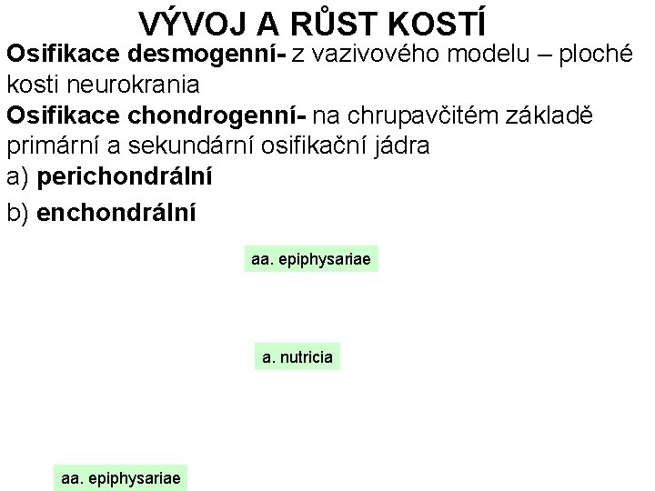 VÝVOJ A RŮST KOSTÍ Osifikace desmogenní- z vazivového modelu – ploché kosti neurokrania Osifikace