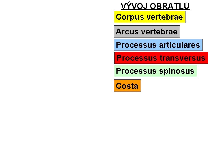 VÝVOJ OBRATLŮ Corpus vertebrae Arcus vertebrae Processus articulares Processus transversus Processus spinosus Costa 