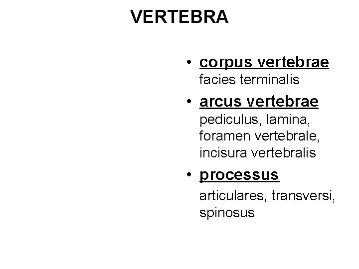 VERTEBRA • corpus vertebrae facies terminalis • arcus vertebrae pediculus, lamina, foramen vertebrale, incisura