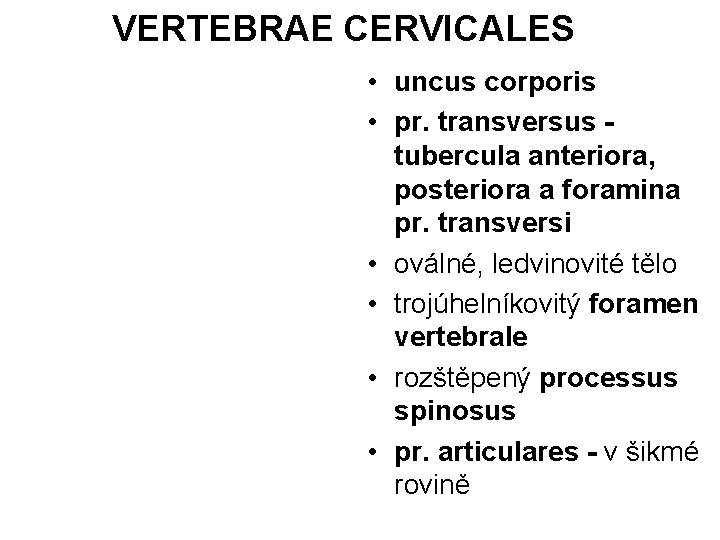 VERTEBRAE CERVICALES • uncus corporis • pr. transversus tubercula anteriora, posteriora a foramina pr.