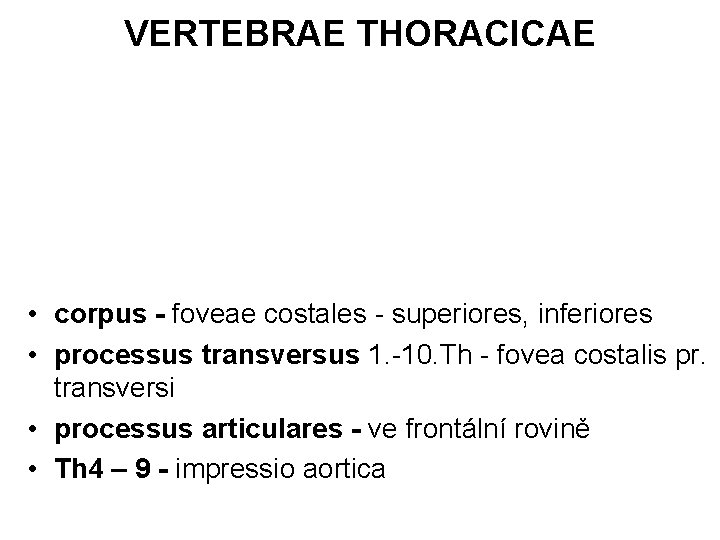 VERTEBRAE THORACICAE • corpus - foveae costales - superiores, inferiores • processus transversus 1.