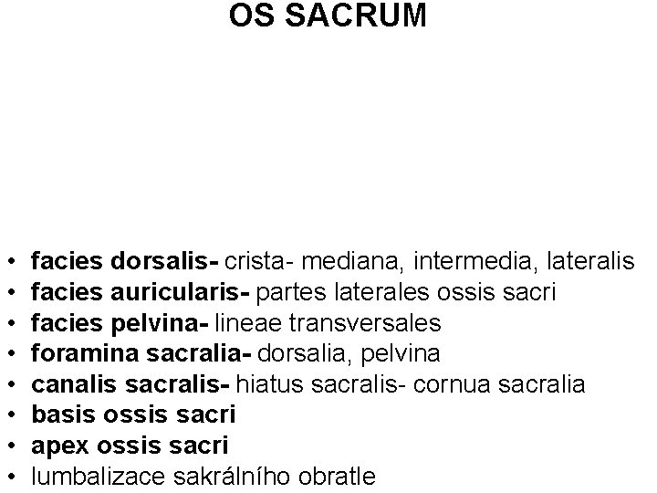 OS SACRUM • • facies dorsalis- crista- mediana, intermedia, lateralis facies auricularis- partes laterales