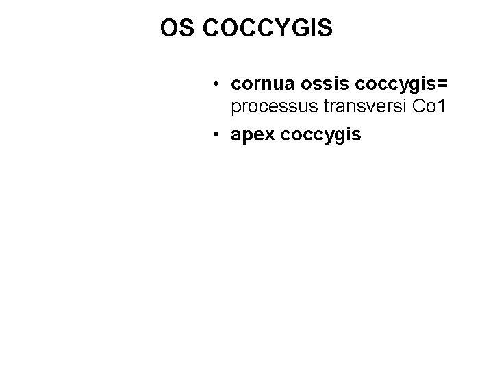 OS COCCYGIS • cornua ossis coccygis= processus transversi Co 1 • apex coccygis 