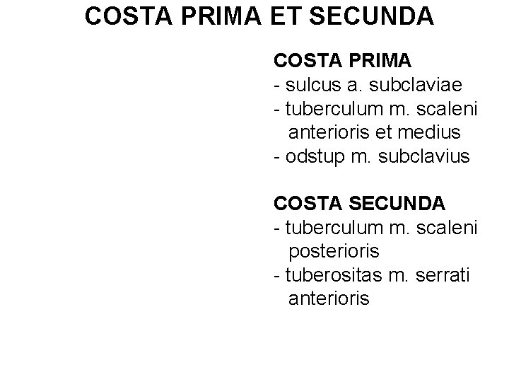 COSTA PRIMA ET SECUNDA COSTA PRIMA - sulcus a. subclaviae - tuberculum m. scaleni