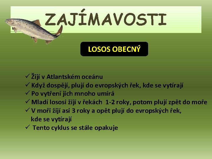 ZAJÍMAVOSTI LOSOS OBECNÝ ü Žijí v Atlantském oceánu ü Když dospějí, plují do evropských