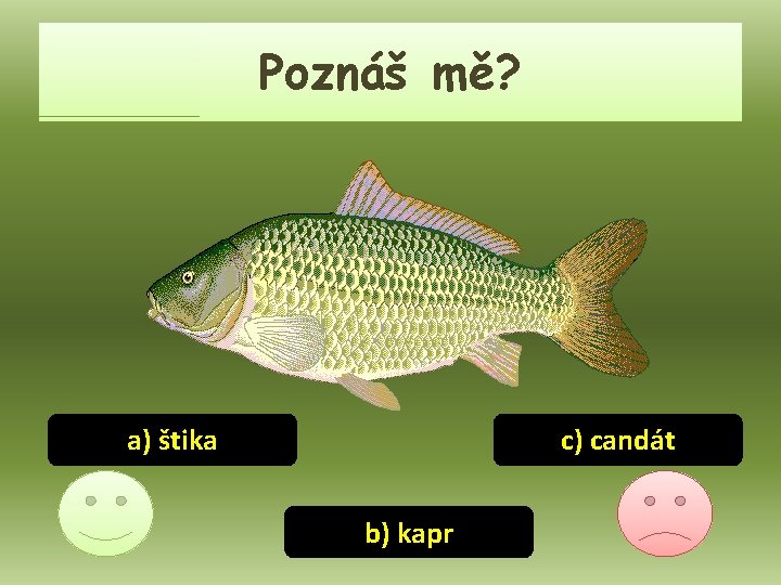 Poznáš mě? a) štika c) candát b) kapr 