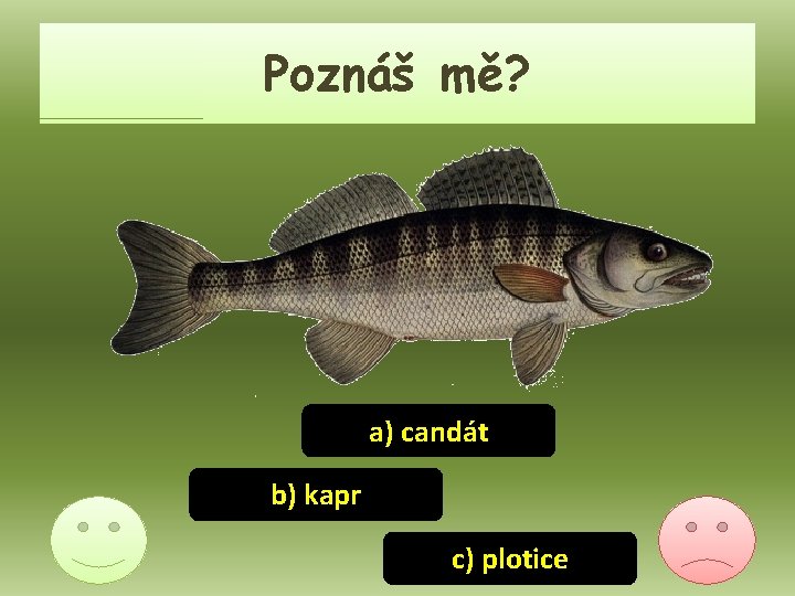 Poznáš mě? a) candát b) kapr c) plotice 