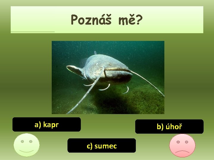 Poznáš mě? a) kapr b) úhoř c) sumec 