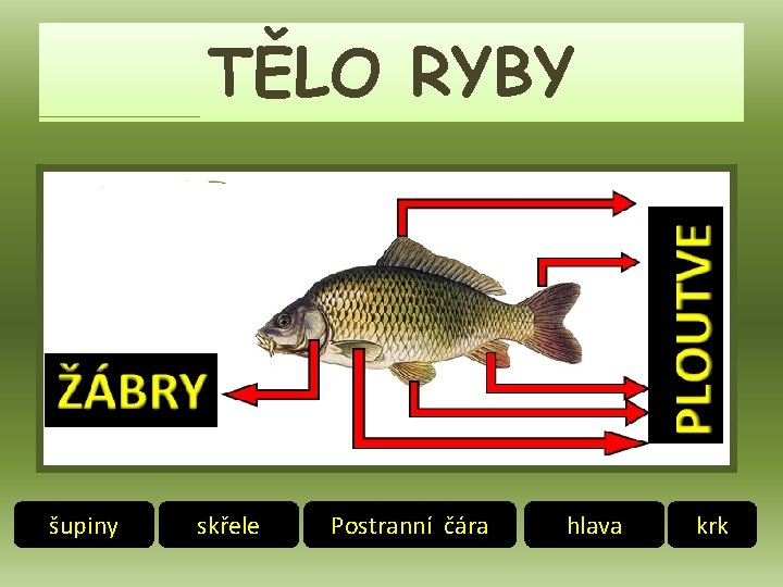 TĚLO RYBY šupiny skřele Postranní čára hlava krk 