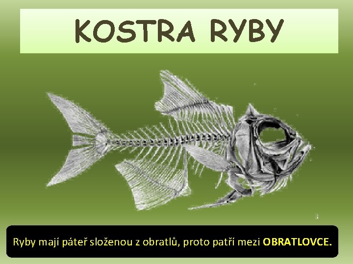 KOSTRA RYBY Ryby mají páteř složenou z obratlů, proto patří mezi OBRATLOVCE. 