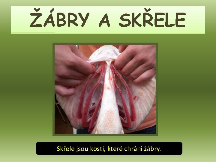 ŽÁBRY A SKŘELE Skřele jsou kosti, které chrání žábry. 