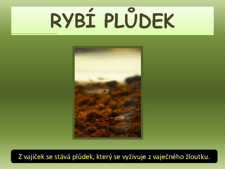 RYBÍ PLŮDEK Z vajíček se stává plůdek, který se vyživuje z vaječného žloutku. 