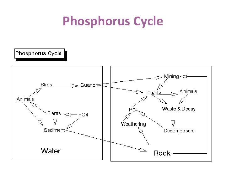 Phosphorus Cycle 