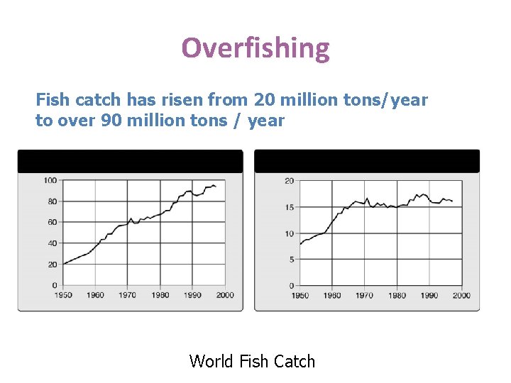 Overfishing Fish catch has risen from 20 million tons/year to over 90 million tons