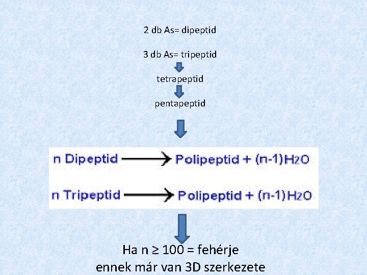 2 db As= dipeptid 3 db As= tripeptid tetrapeptid pentapeptid Ha n ≥ 100