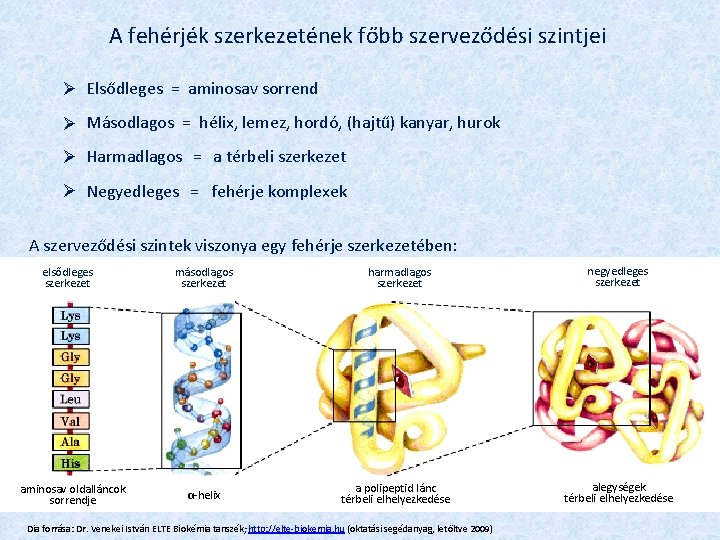 A fehérjék szerkezetének főbb szerveződési szintjei Elsődleges = aminosav sorrend Másodlagos = hélix, lemez,