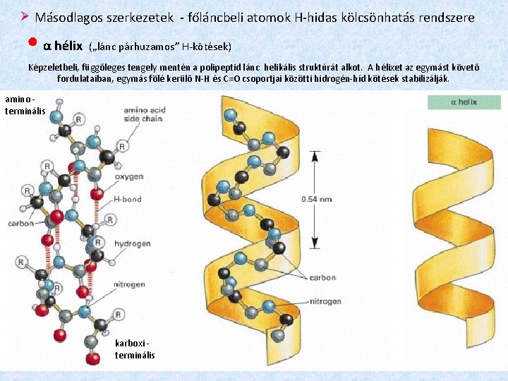  Másodlagos szerkezetek - főláncbeli atomok H-hidas kölcsönhatás rendszere ● α hélix („lánc párhuzamos”