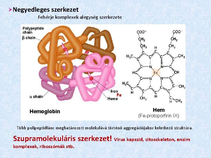  Negyedleges szerkezet Fehérje komplexek alegység szerkezete Hemoglobin Hem (Fe-protoporfirin IX) Több polipeptidlánc meghatározott