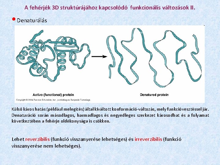 A fehérjék 3 D struktúrájához kapcsolódó funkcionális változások II. ● Denaturálás Külső káros hatás