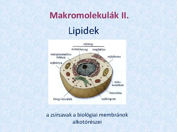 Makromolekulák II. Lipidek a zsírsavak a biológiai membránok alkotórészei 