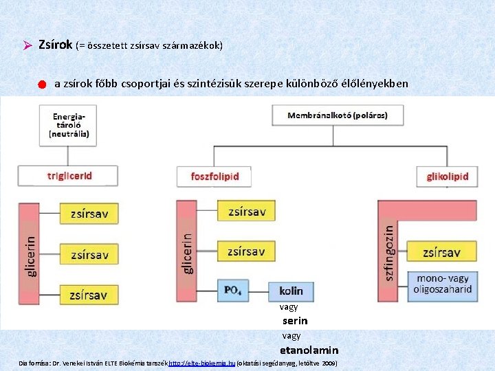  Zsírok (= összetett zsírsav származékok) ● a zsírok főbb csoportjai és szintézisük szerepe