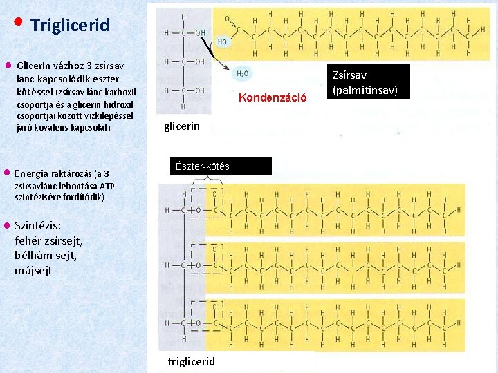 ● Triglicerid ● Glicerin vázhoz 3 zsírsav lánc kapcsolódik észter kötéssel (zsírsav lánc karboxil