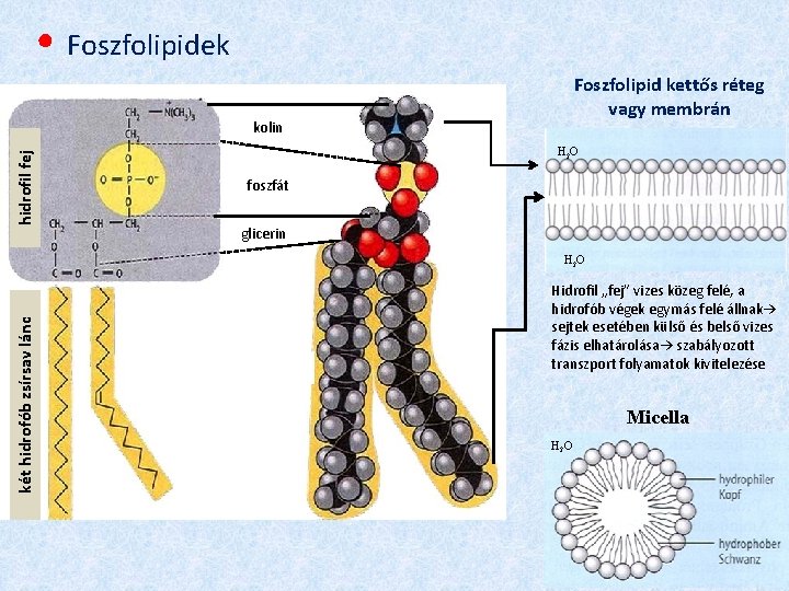 ● Foszfolipidek Foszfolipid kettős réteg vagy membrán hidrofil fej kolin H 2 O foszfát