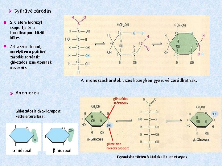  Gyűrűvé záródás ● 5. C atom hidroxyl csoportja és a formilcsoport között kötés