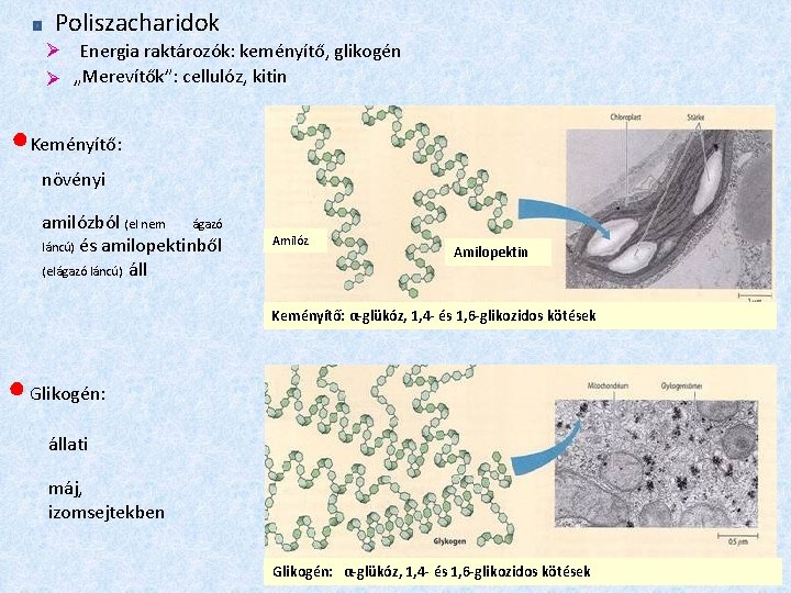 Poliszacharidok Energia raktározók: keményítő, glikogén „Merevítők”: cellulóz, kitin ●Keményítő: növényi amilózból (el nem ágazó