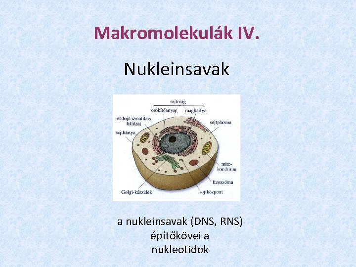 Makromolekulák IV. Nukleinsavak a nukleinsavak (DNS, RNS) építőkövei a nukleotidok 