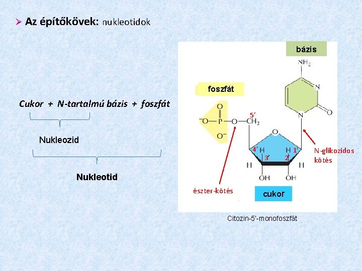  Az építőkövek: nukleotidok bázis foszfát Cukor + N-tartalmú bázis + foszfát 5’ Nukleozid