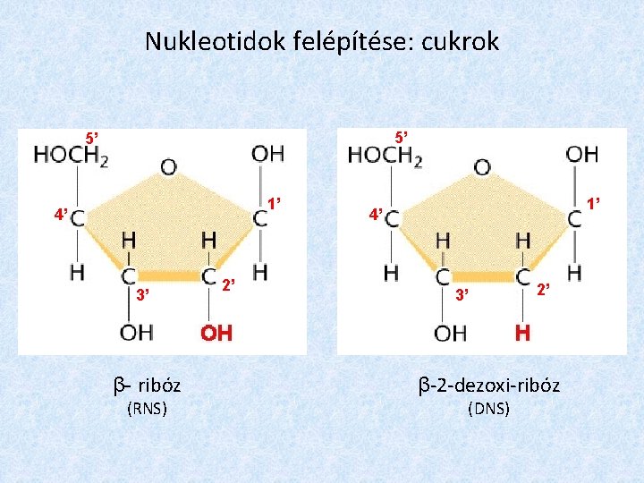 Nukleotidok felépítése: cukrok 5’ 5’ 1’ 4’ 3’ β- ribóz (RNS) 2’ 1’ 4’