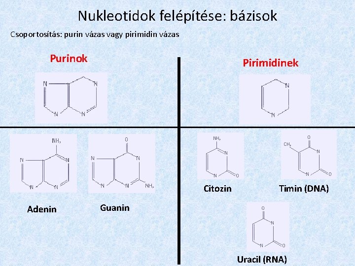 Nukleotidok felépítése: bázisok Csoportosítás: purin vázas vagy pirimidin vázas Purinok Pirimidinek Citozin Adenin Timin
