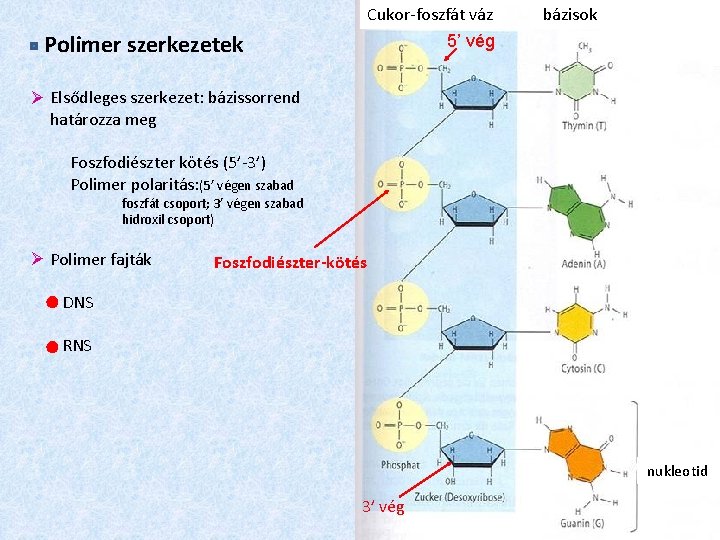 Cukor-foszfát váz 5’ vég Polimer szerkezetek bázisok Elsődleges szerkezet: bázissorrend határozza meg Foszfodiészter kötés