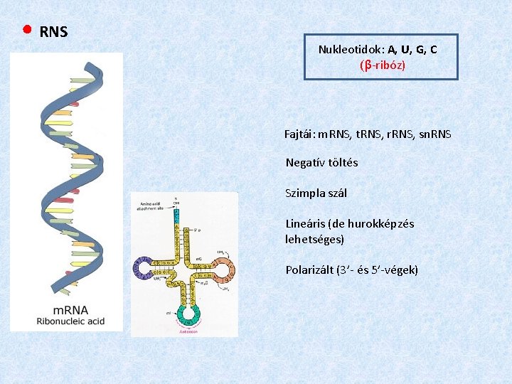● RNS Nukleotidok: A, U, G, C (β-ribóz) Fajtái: m. RNS, t. RNS, r.