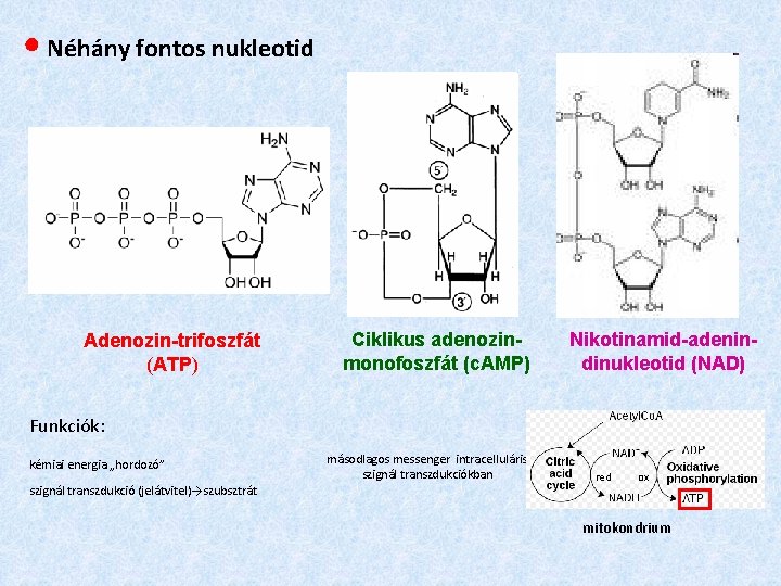 ● Néhány fontos nukleotid Adenozin-trifoszfát (ATP) Ciklikus adenozinmonofoszfát (c. AMP) Nikotinamid-adenindinukleotid (NAD) Funkciók: kémiai