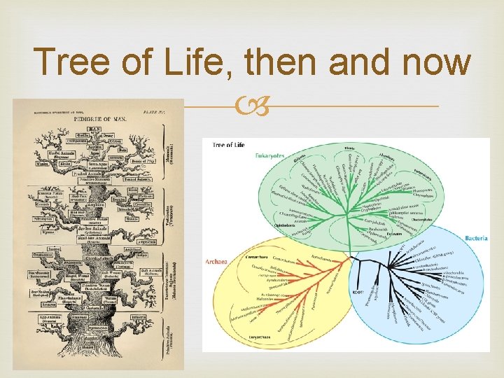 Tree of Life, then and now 