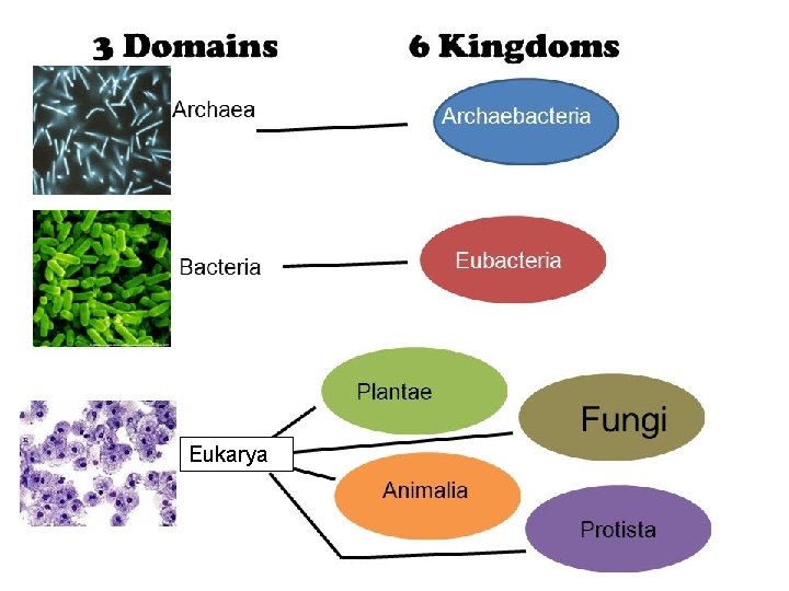 Eukarya 