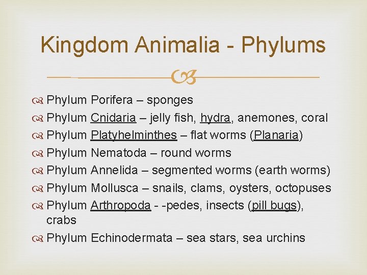 Kingdom Animalia - Phylums Phylum Porifera – sponges Phylum Cnidaria – jelly fish, hydra,