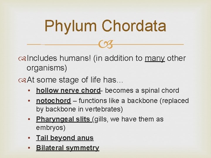 Phylum Chordata Includes humans! (in addition to many other organisms) At some stage of