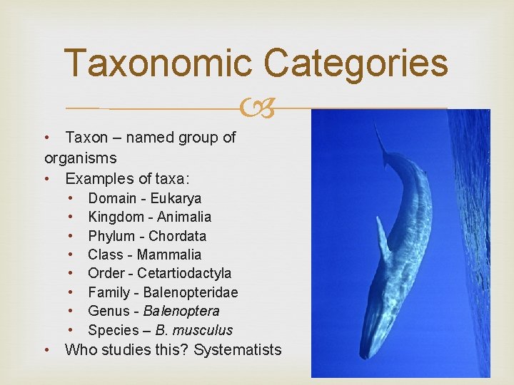 Taxonomic Categories • Taxon – named group of organisms • Examples of taxa: •