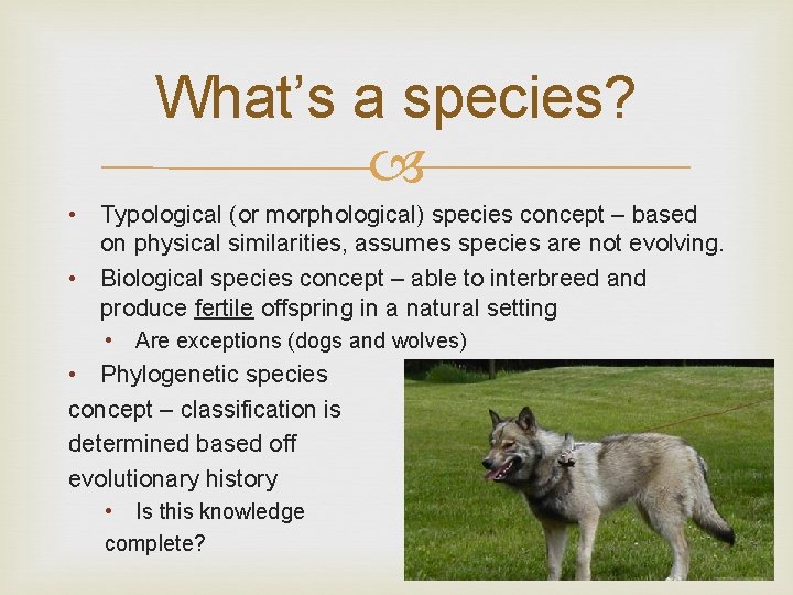 What’s a species? • Typological (or morphological) species concept – based on physical similarities,